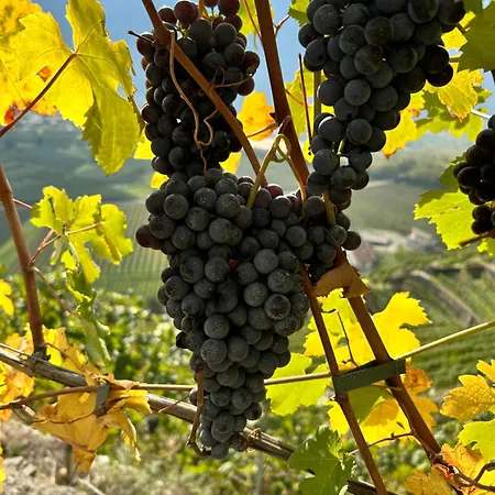 펜션 Valtellinda 비안조네