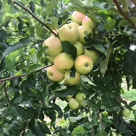 Valtellinda